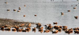 asan-barage dehradun