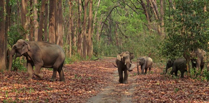 Corbett National Park