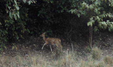 Wildlife Safari Tour Rishikesh (1)