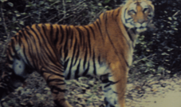 Wildlife Safari Tour Rishikesh (2)