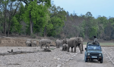 Wildlife Safari Tour Rishikesh (5)