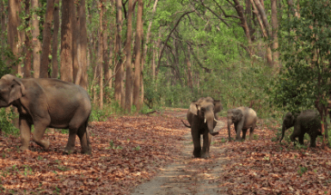 Wildlife Jeep Safari Camping and Rafting Package in Rishikesh