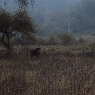 Jim Corbett National Park Tourism