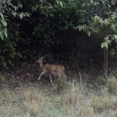 Jim Corbett National Park Tourism