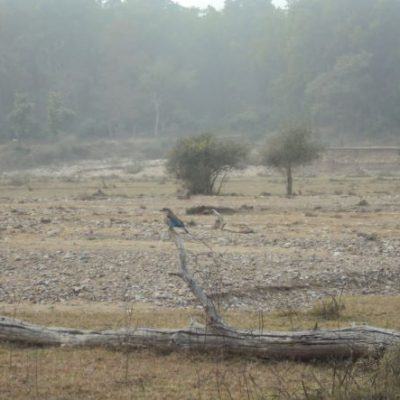 Jim Corbett National Park Tourism