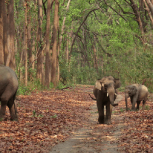 Wildlife Jeep Safari Camping and Rafting Package in Rishikesh