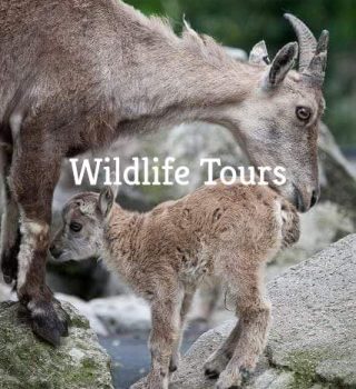 wildlife Tours